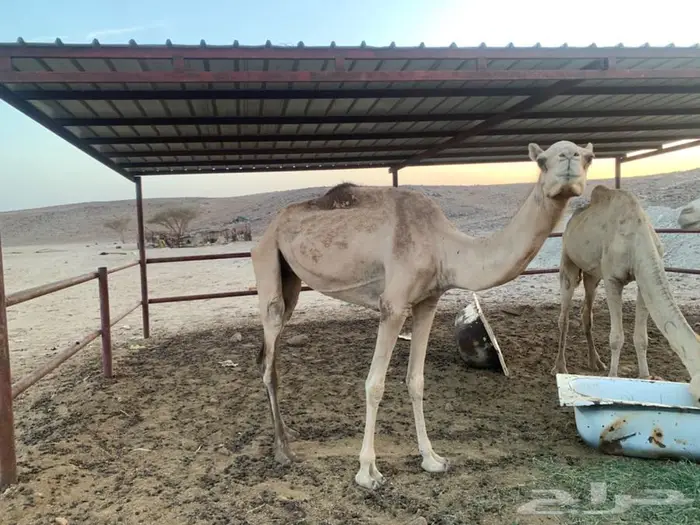 ناقه منتجه مبيوع لها بكره على سبق 0
