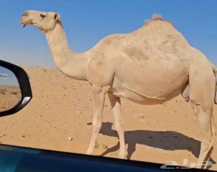 لقحه طيبه 0