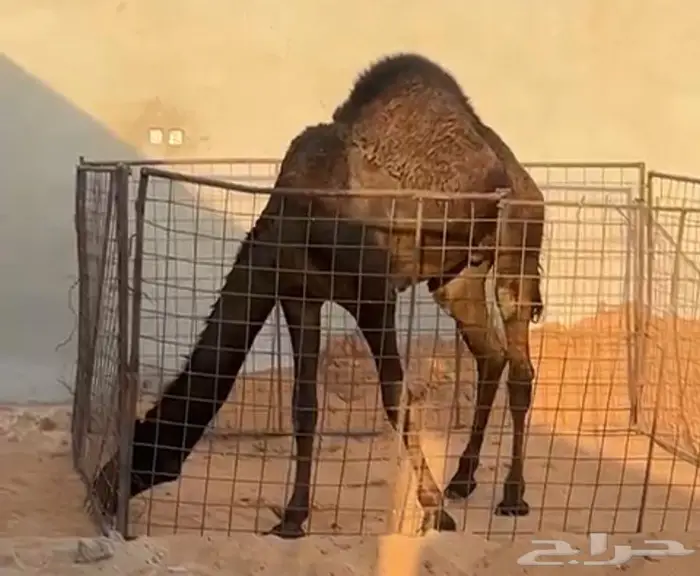 قعود لباني. مفرود. 0
