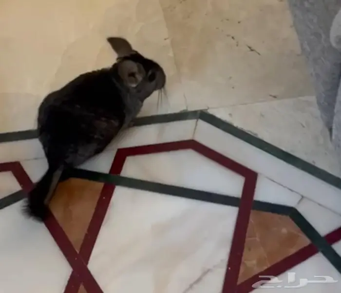 للبيع شانشيلا رمادي 0