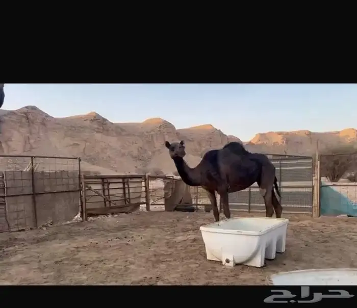ناقه محهم 3