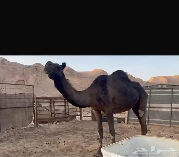ناقه محهم 2
