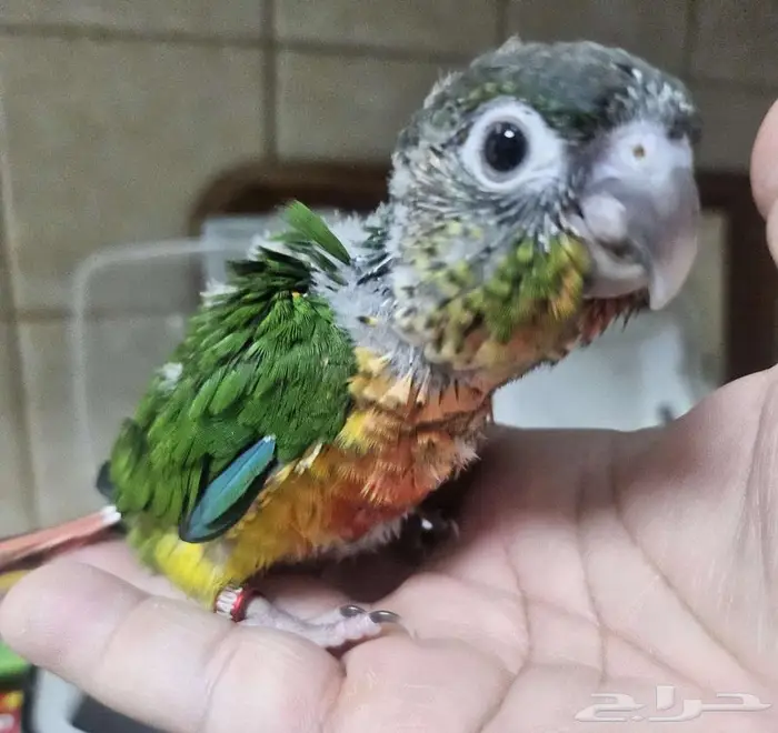 فروخ كنيور يلو سايد دبل رد فاكتور عدد 5 0