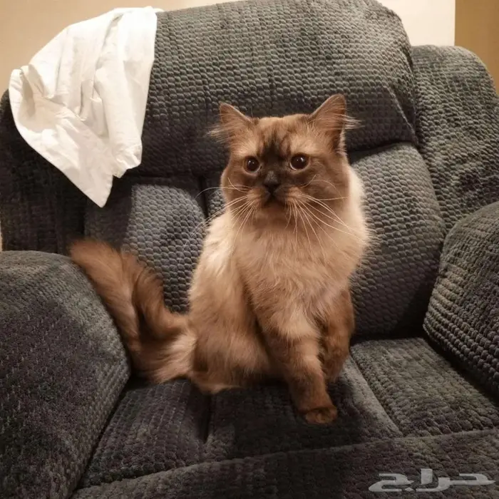 قط ذكر للتزاوج مجانا male cat for mating 1