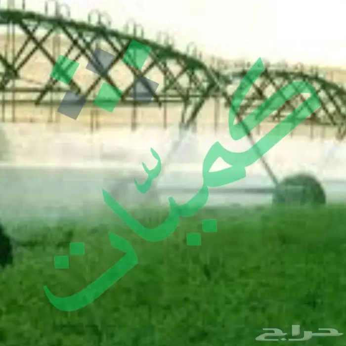 برسيم مستورد من مصر 3