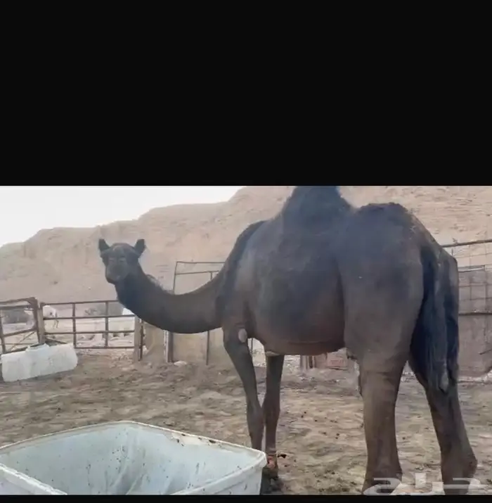 ناقه محهم 1