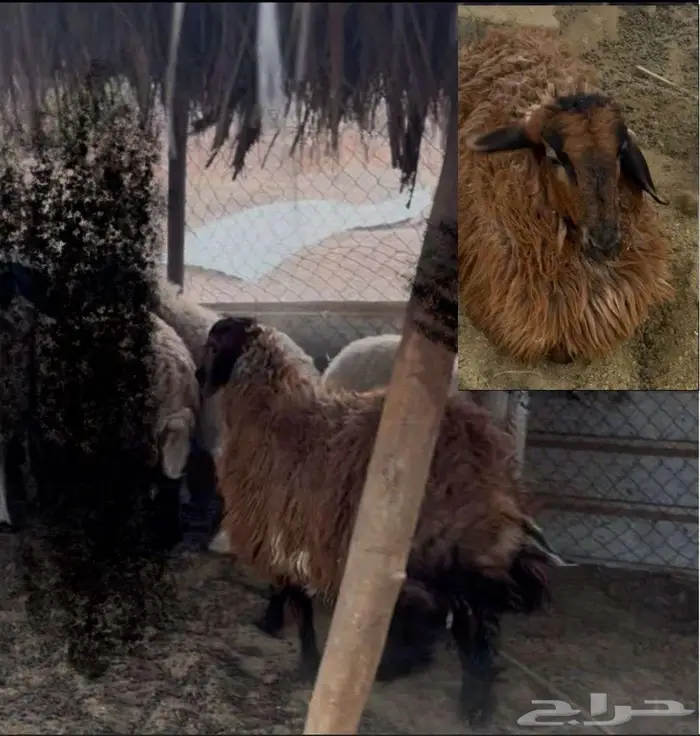 خمسة شياه رخال نعيمي غنم 1