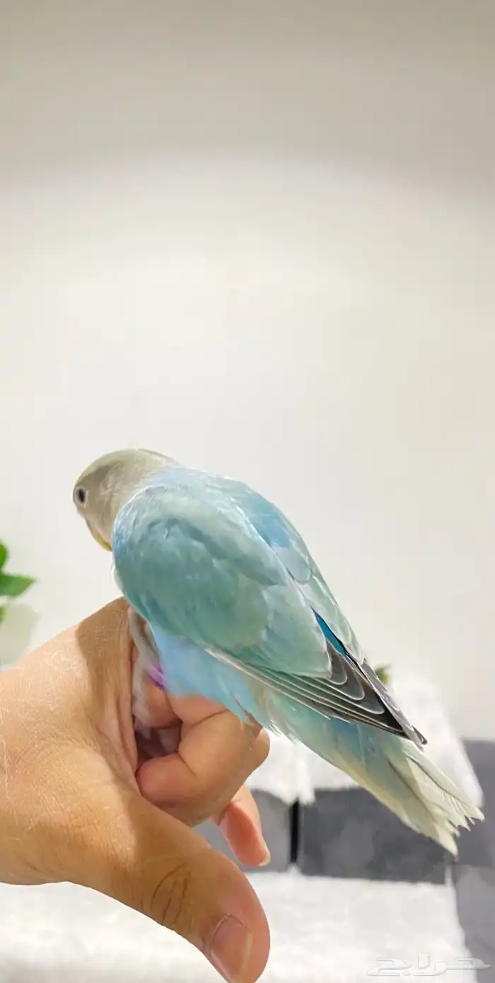 روزات اليفه جدا 10