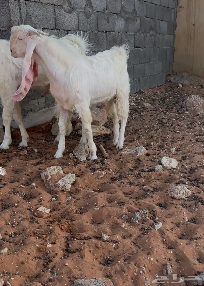 تيس مطور 0
