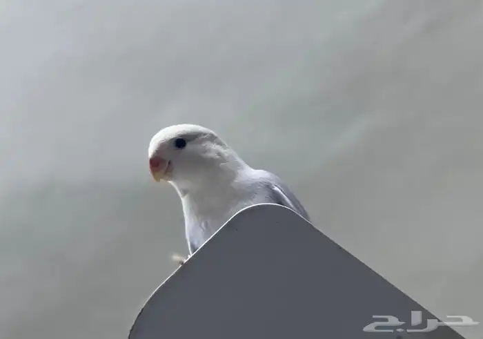 روز مفطوم وهدد داخلي.. 4