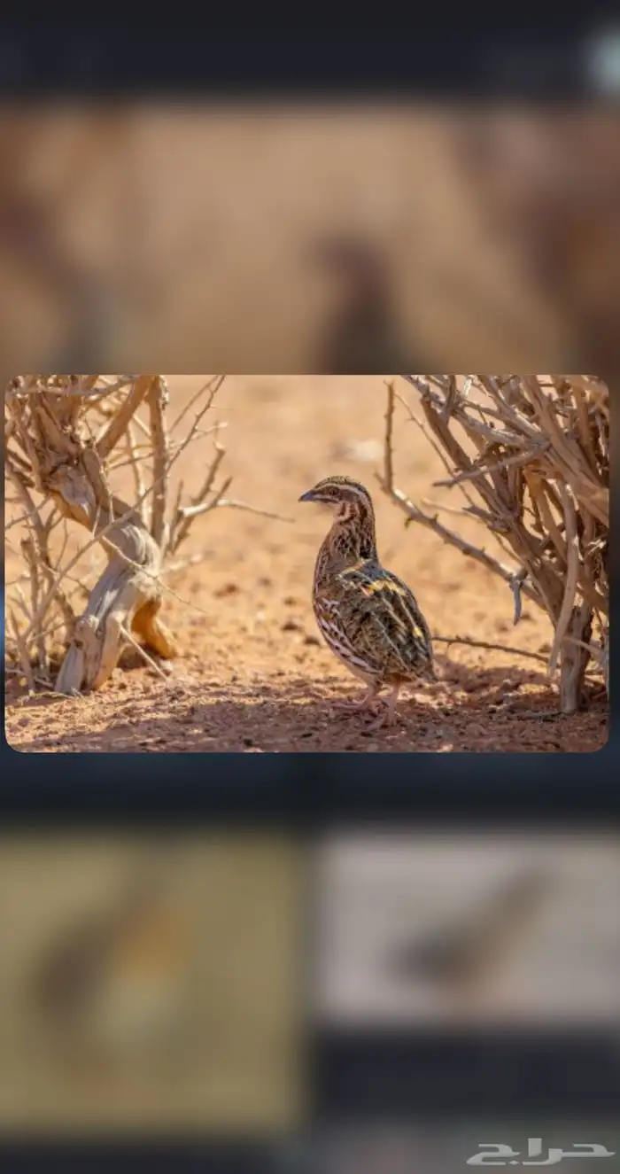 سمان حي للبيع الموقع ينبع 0