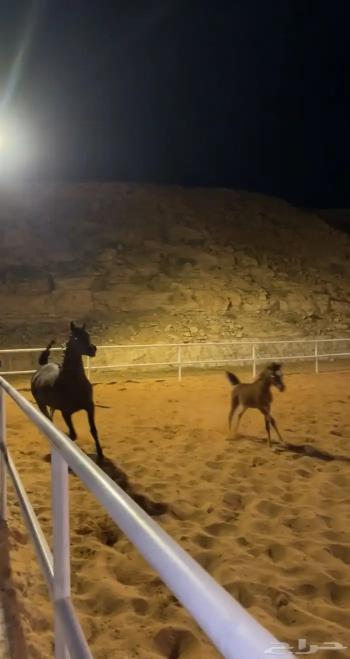 مربط ال عنان -رفاهية الخيل تبدأ من هنا خصم 20 4