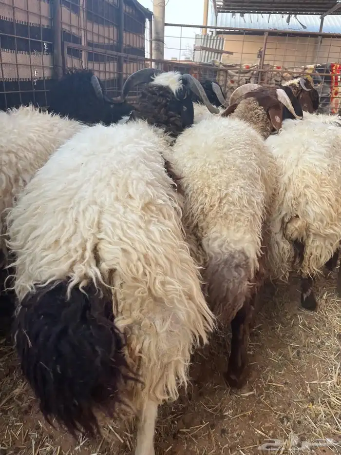 للبيع طليان نعيم 1