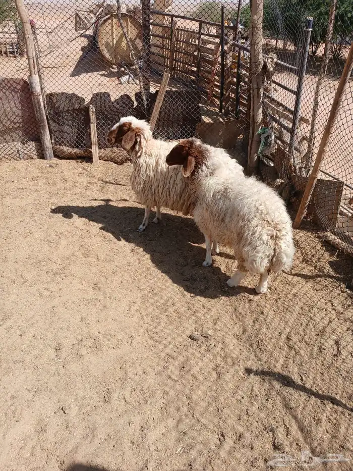شياه حيل 1