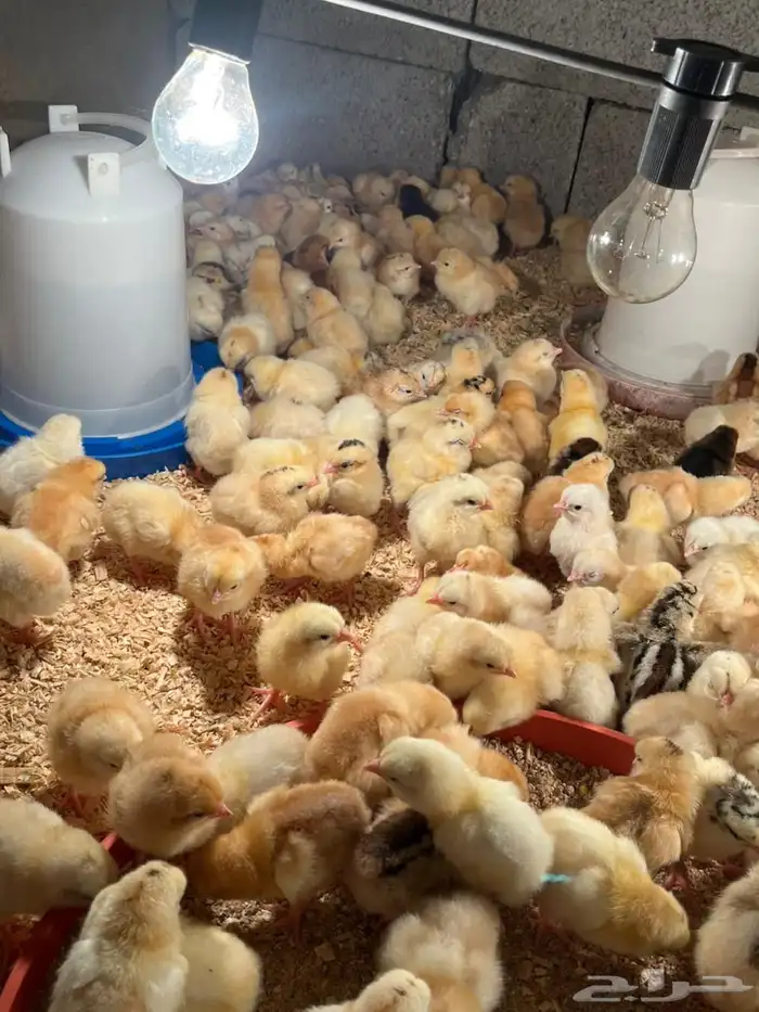 صوص بلدي العمر يومين 7