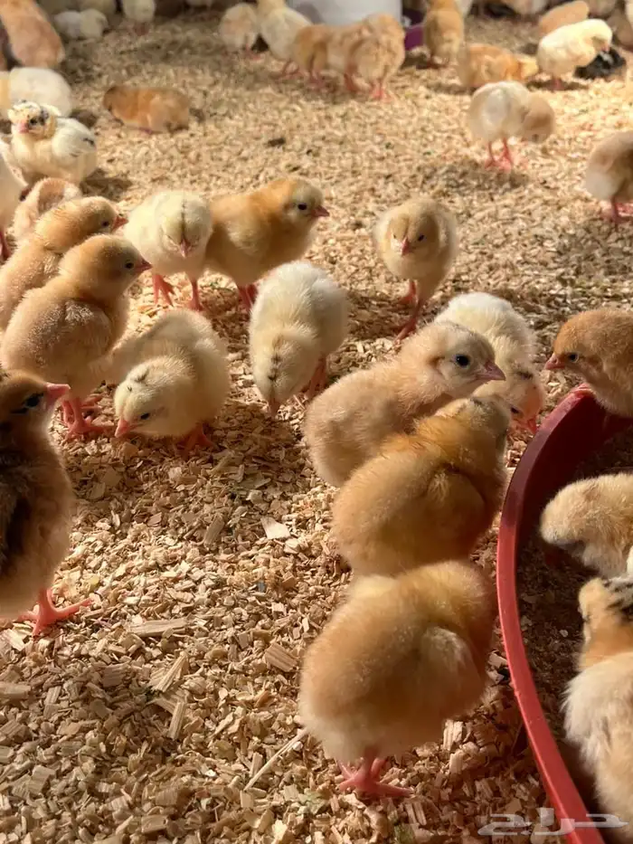 صوص بلدي العمر يومين 5