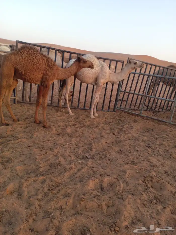حشو للبيع غرب الأرطاوية 2