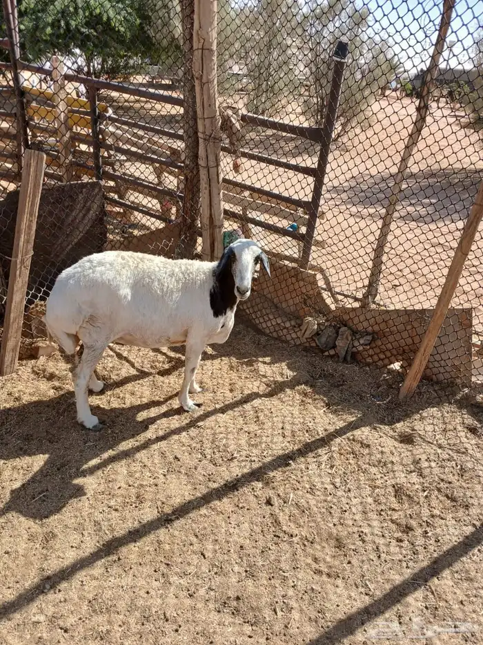 شياه حيل 14