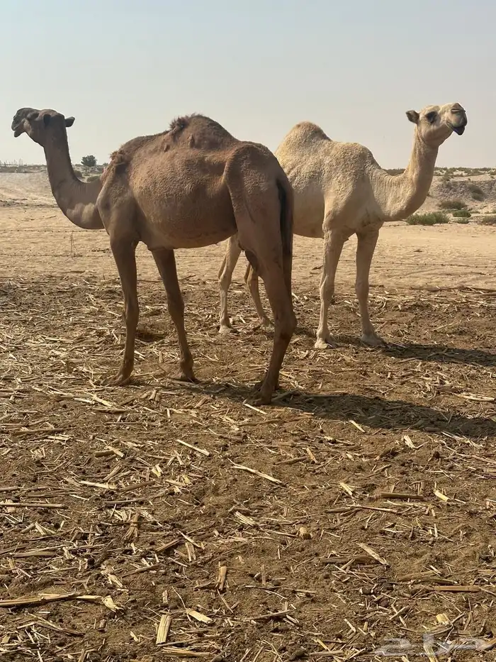 ابل ظرايب شقح وشعل 1