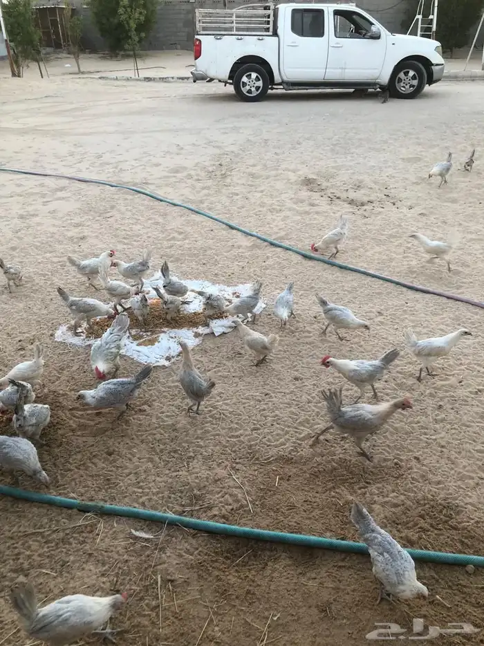 للبيع دجاج فيومي 4