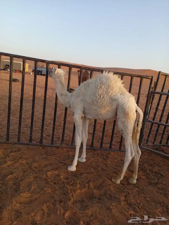 حشو للبيع غرب الأرطاوية 0