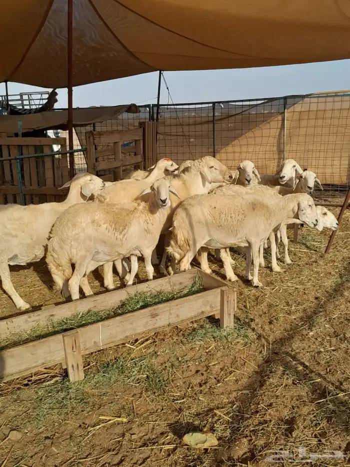 ضان حريه دفيع 2