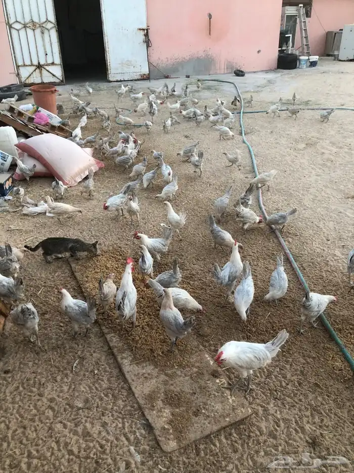 للبيع دجاج فيومي 5