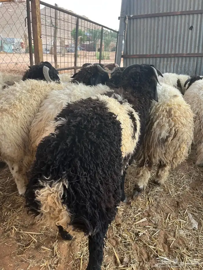 للبيع طليان نعيم 4