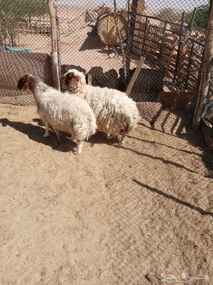 شياه حيل 7