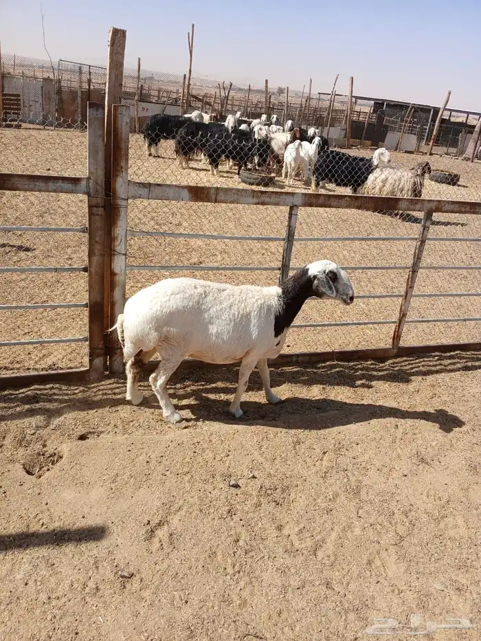 شياه حيل 18