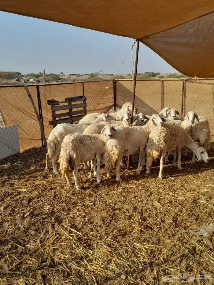 ضان حريه دفيع 3