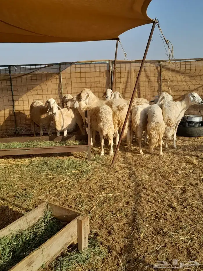 ضان حريه دفيع 8