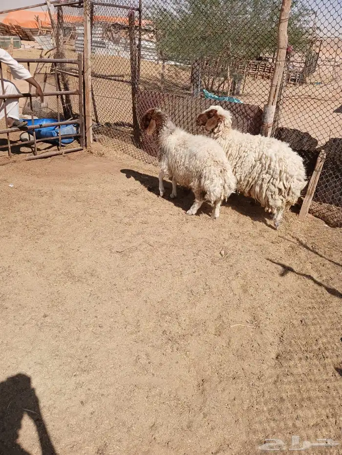 شياه حيل 4