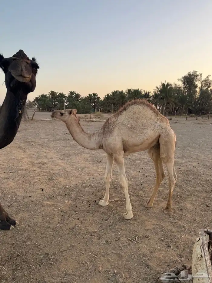 قعود 1