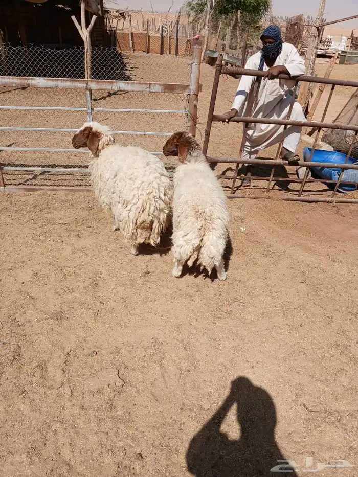 شياه حيل 0