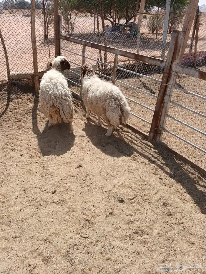 شياه حيل 2