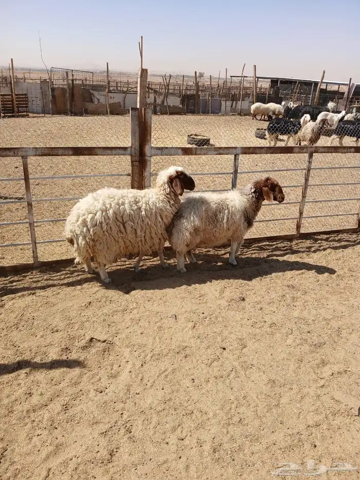 شياه حيل 5
