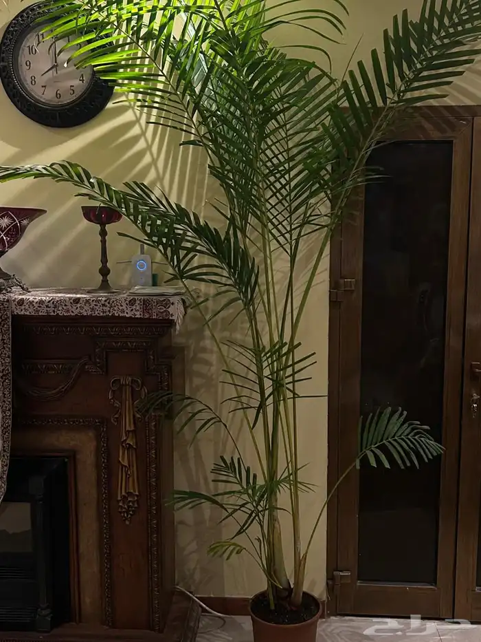 اشجار داخلية 1