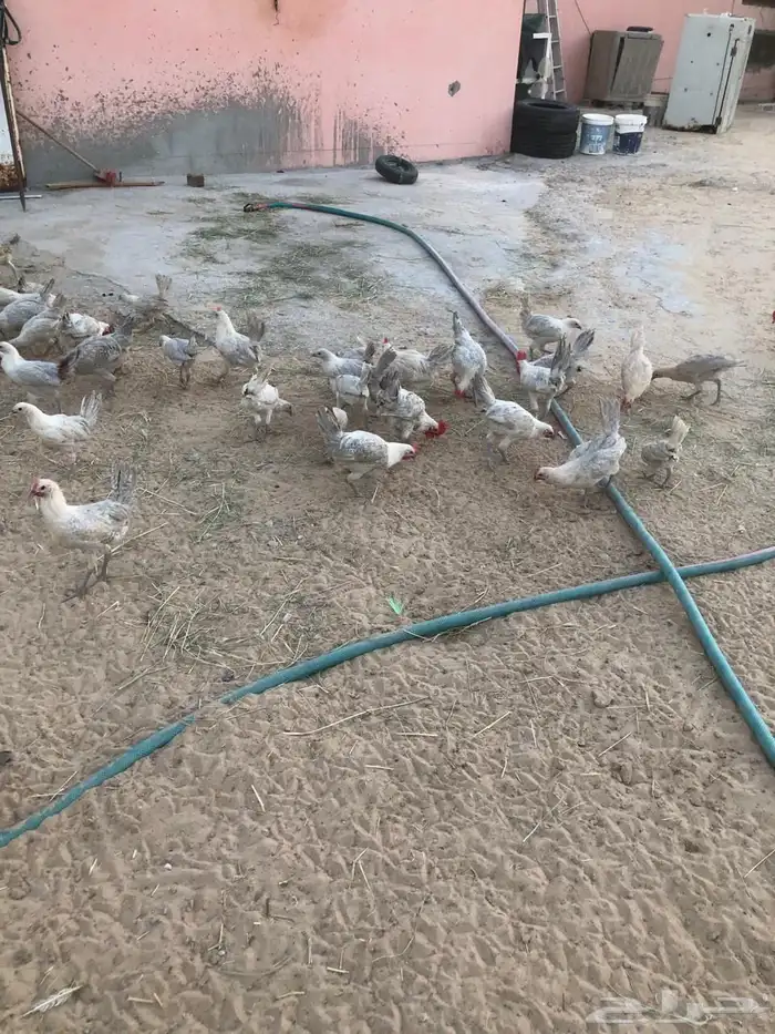 للبيع دجاج فيومي 1