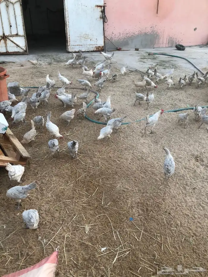 للبيع دجاج فيومي 0