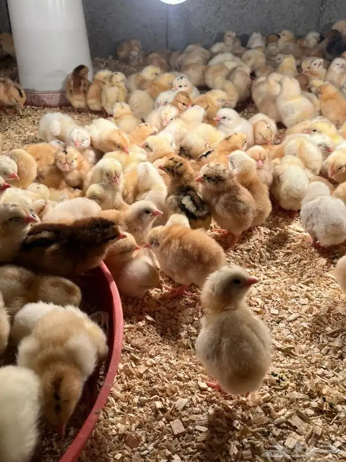 صوص بلدي العمر يومين 2
