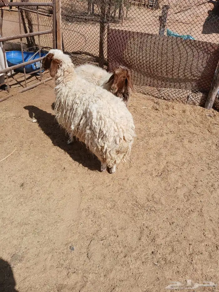 شياه حيل 3