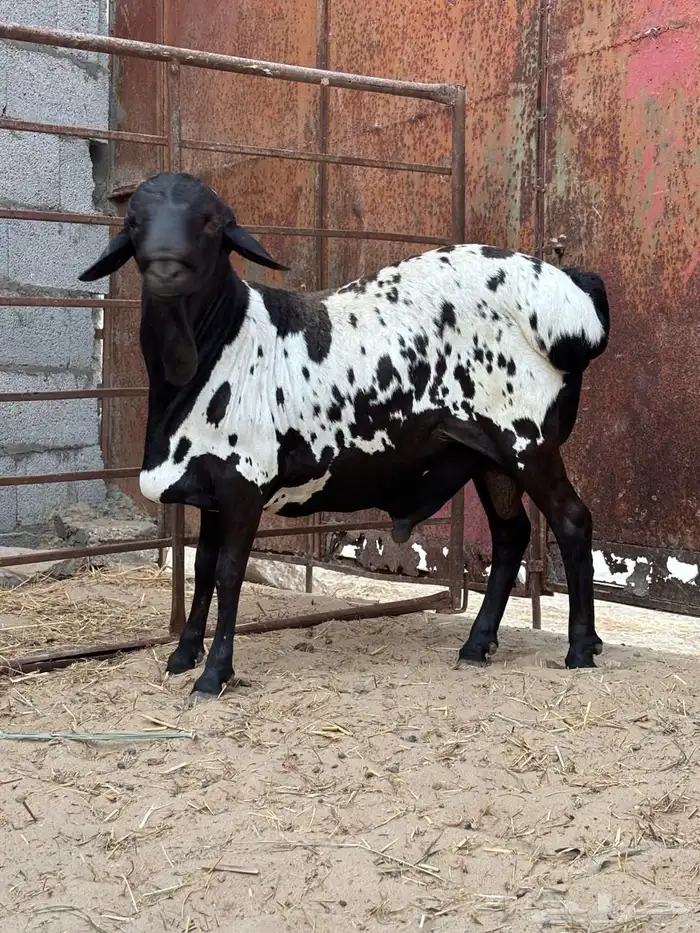 فحل بربري مطور ثني 0