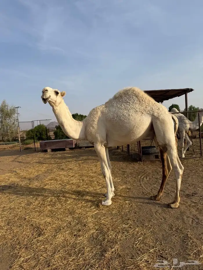 قعود السن حق ابوه بعير ابن دلمخ وامه من الطيب البل 0