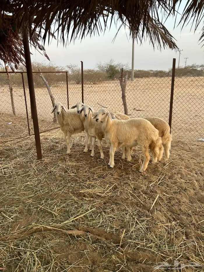 رخال 1