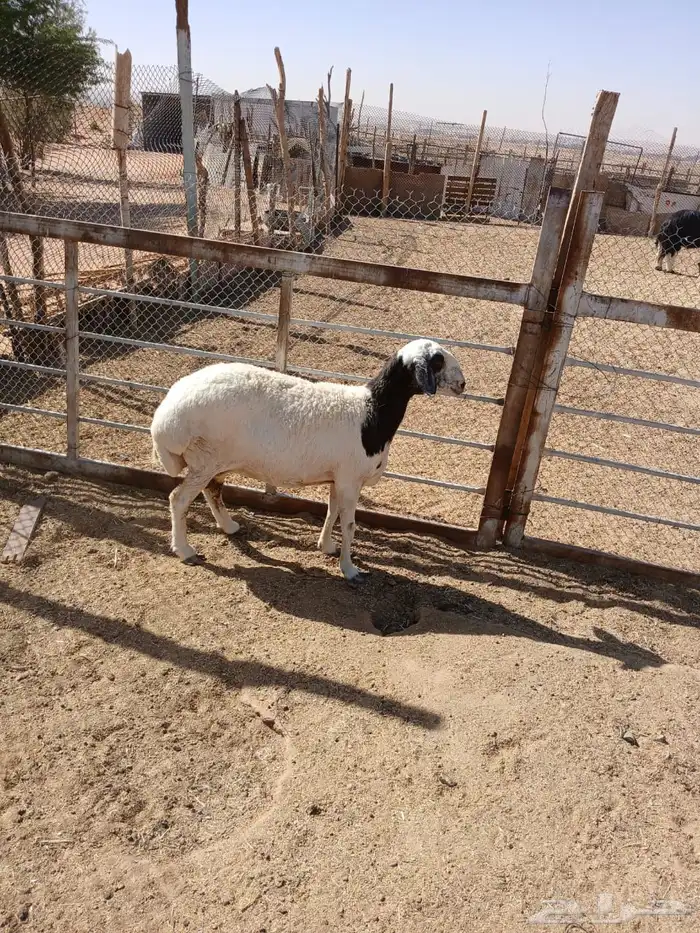 شياه حيل 17