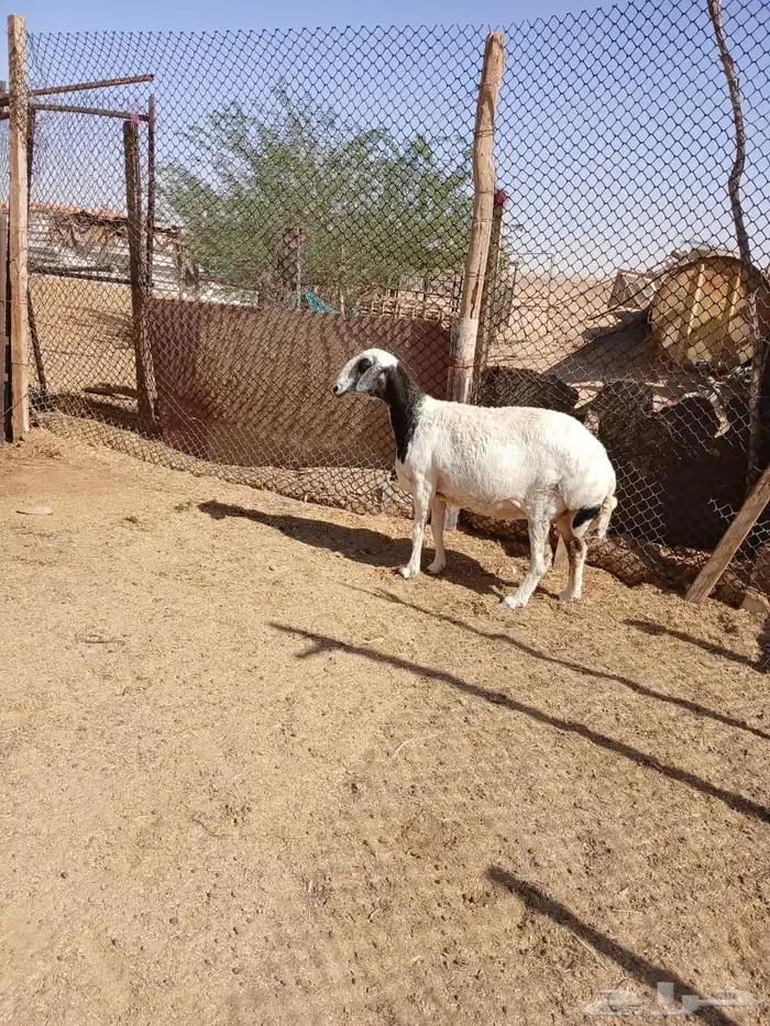 شياه حيل 16