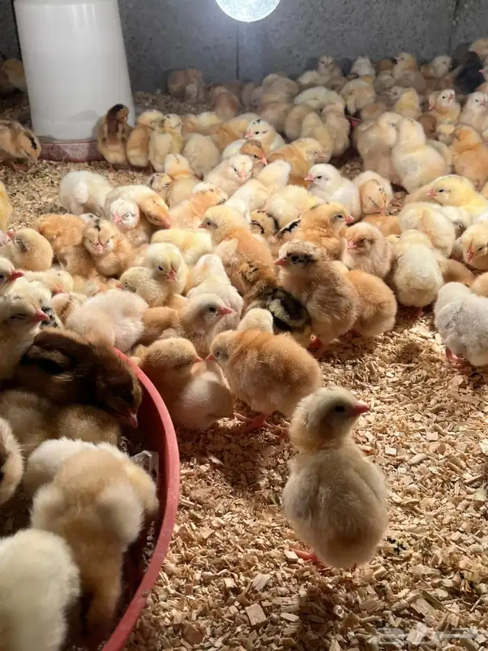 صوص بلدي العمر يومين 1