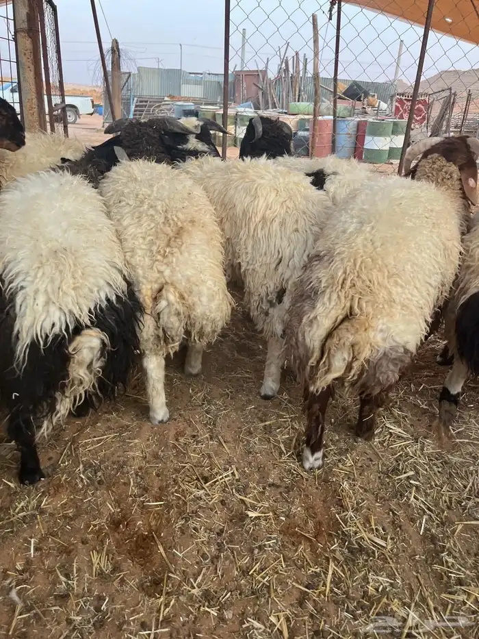 للبيع طليان نعيم 3