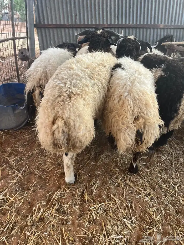 للبيع طليان نعيم 5